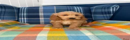 Cockapoo dogs for sale: Stunning Cockapoo's READY NOW  - Advert 10