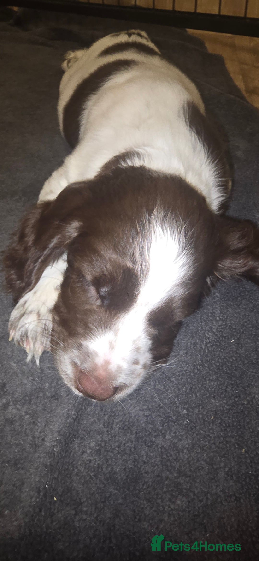 Sprocker dogs for sale: Home-Reared Sprocker Puppies  - Advert 16