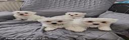 Maltese dogs for sale: Pure Maltese puppies❤️💙 - Advert 1
