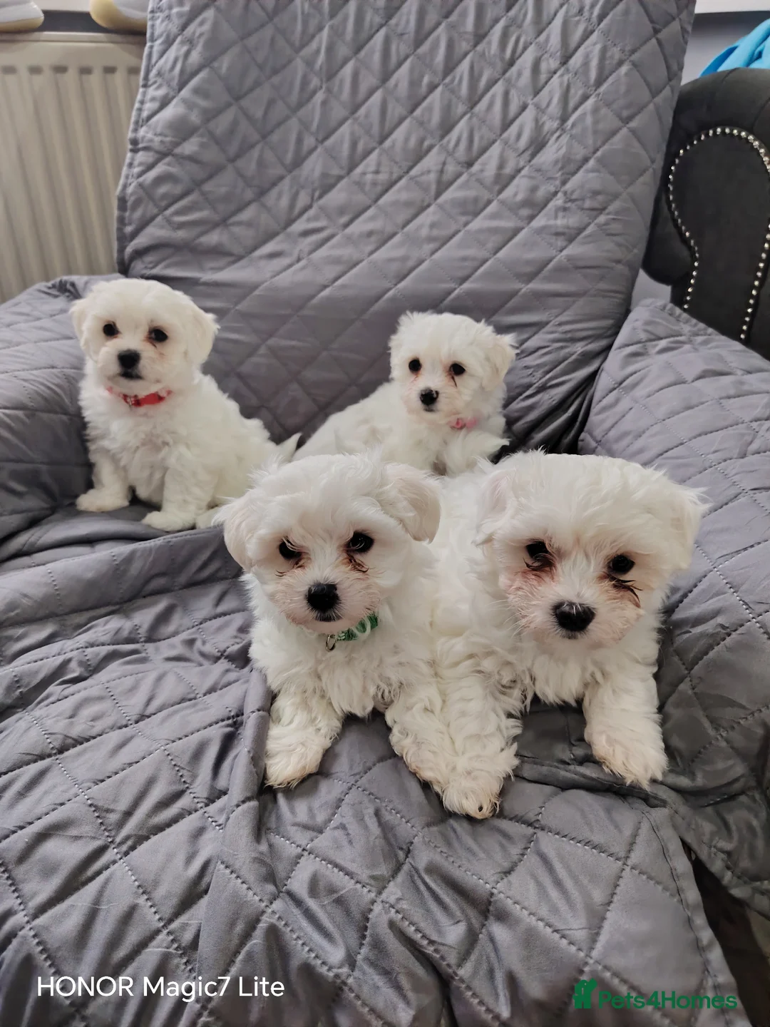 Maltese dogs for sale: Pure Maltese puppies❤️💙 - Advert 1