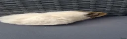 Guinea Pig rodents for sale: Baby boy guinea pigs ready to leave  - Advert 3