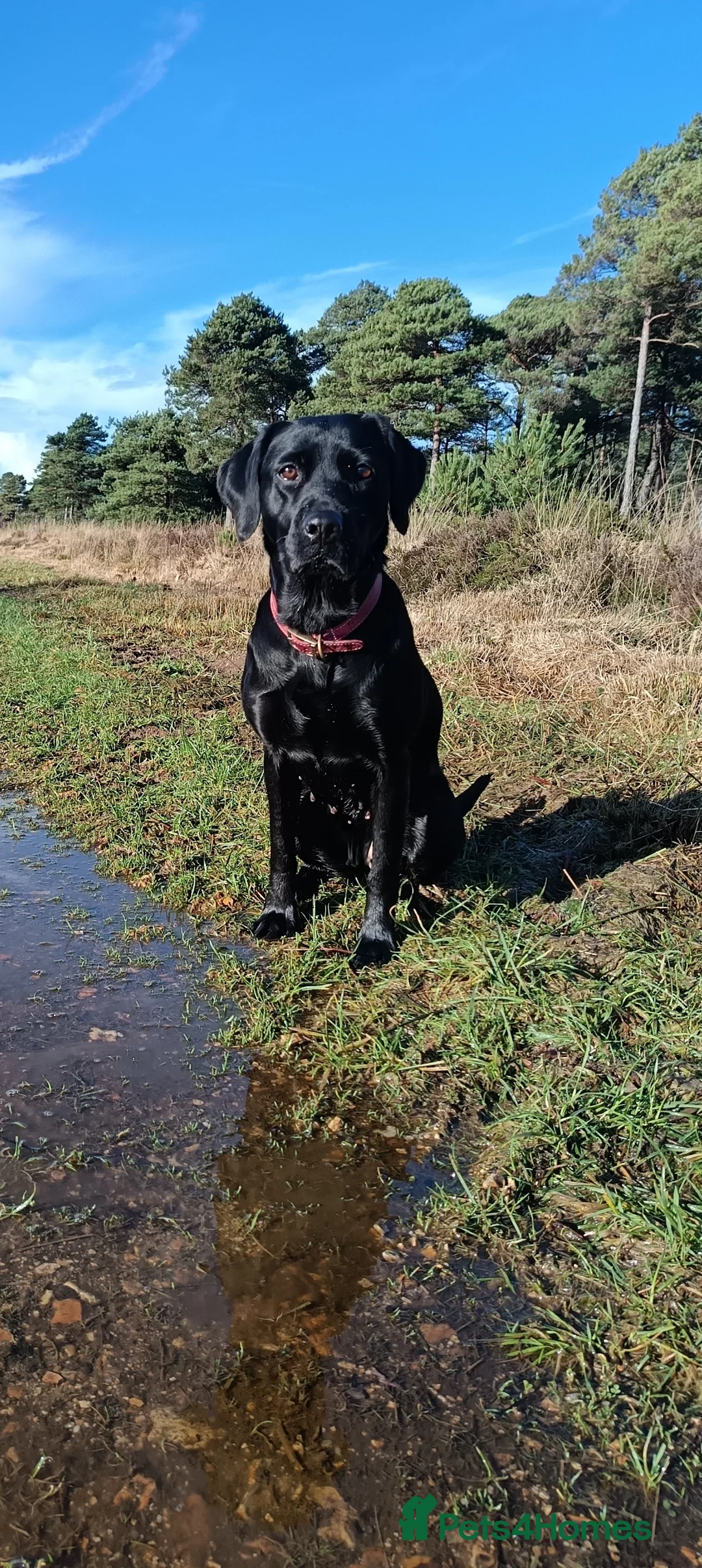 Labrador Retriever dogs for sale: 2nd litter due 25th March  in Wareham - Advert 2