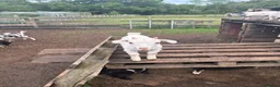 Goats livestock for sale: Pygmy goat in Crawley - Advert 2