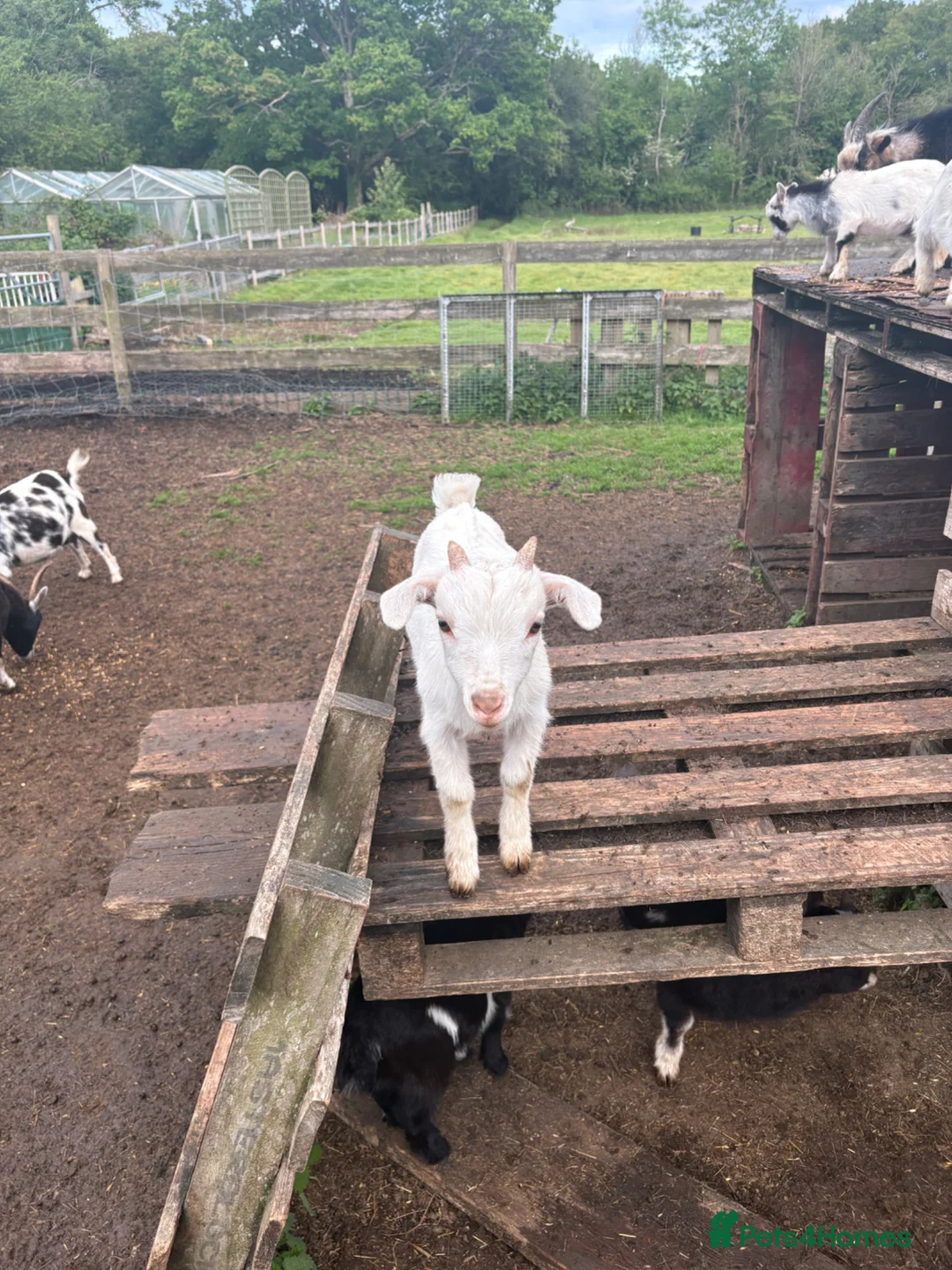 Goats livestock for sale: Pygmy goat in Crawley - Advert 2