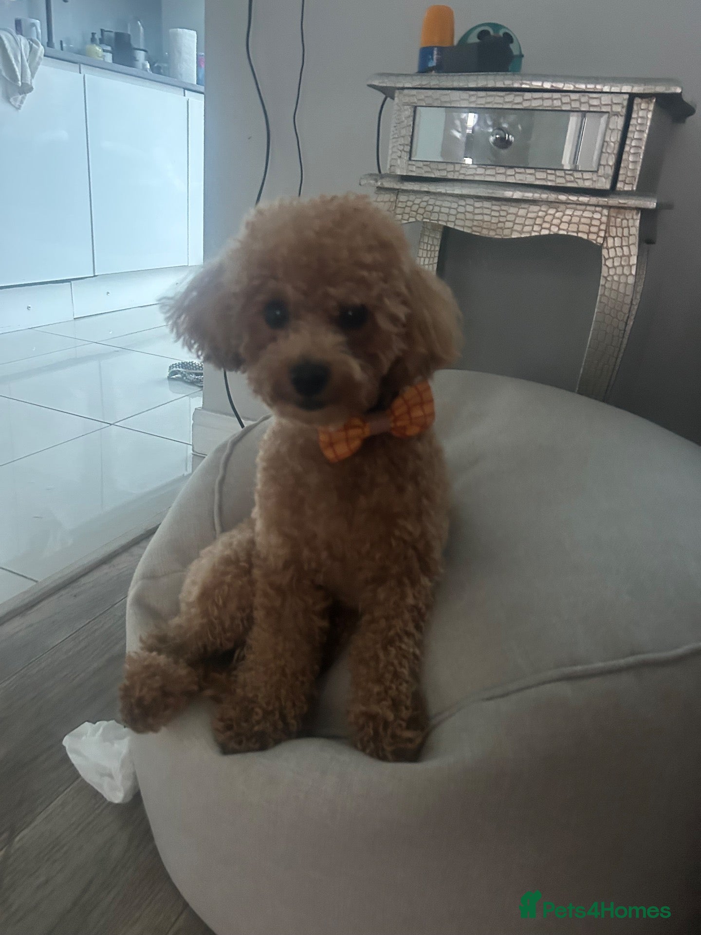 Maltipoo dogs for stud: Beautiful Prince for Stud - Advert 2