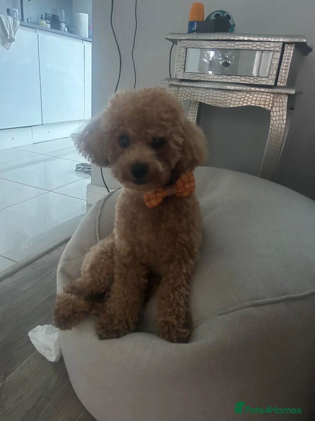 Maltipoo dogs for stud: Beautiful Prince for Stud in Barnet - Advert 1