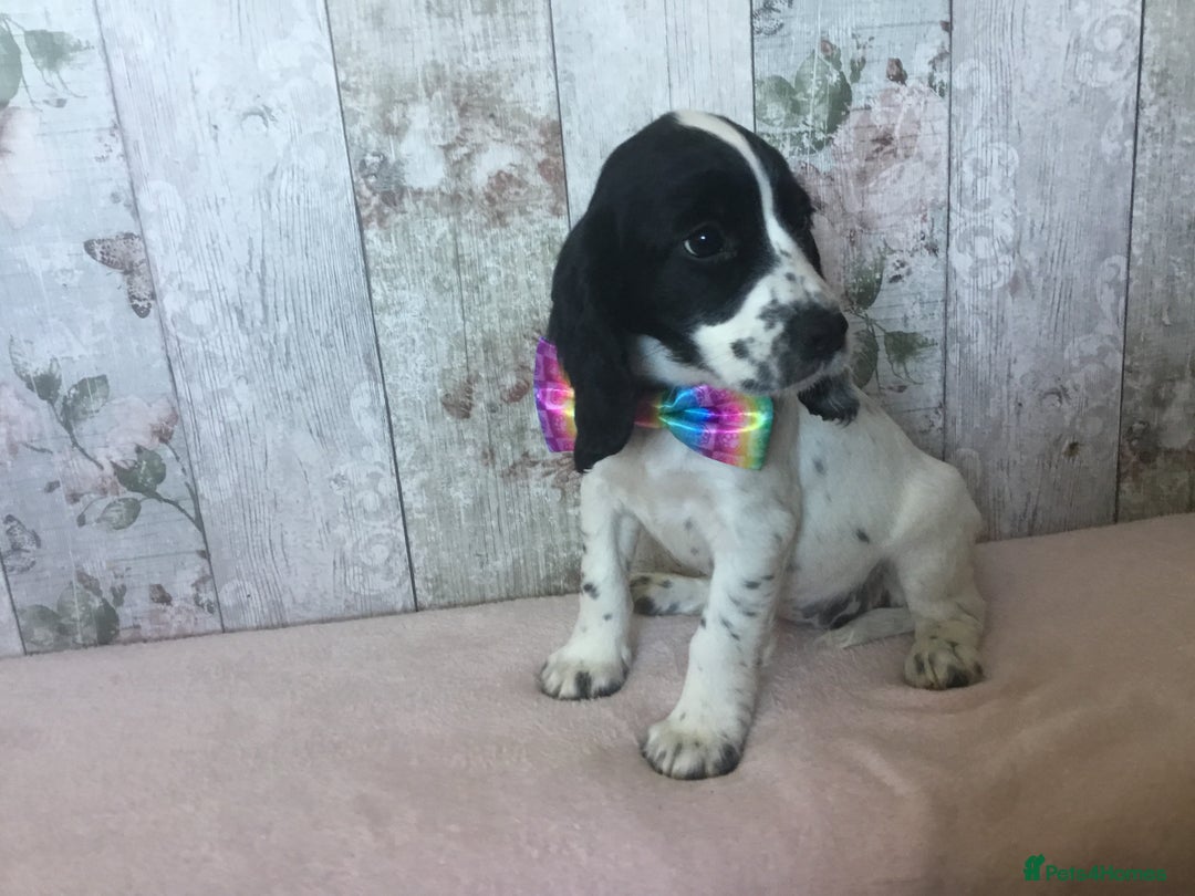 Cocker Spaniel dogs for sale: Well socialised Pedigree Cocker pups - Image 27