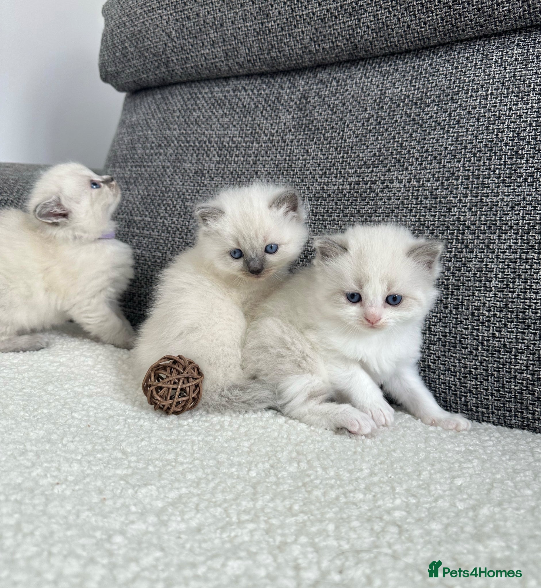 Ragdoll cats Beautiful Chunky Litter of Ragdolls - Advert 1