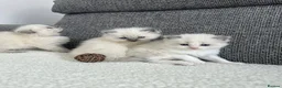 Ragdoll cats for sale: Beautiful Chunky Litter of Ragdolls - Advert 1