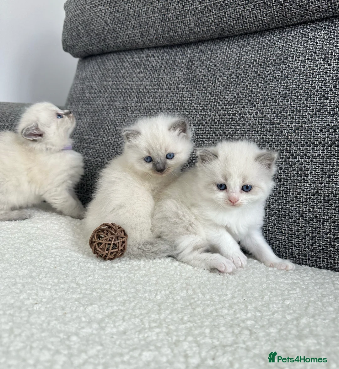 Ragdoll cats for sale: Beautiful Chunky Litter of Ragdolls - Advert 1