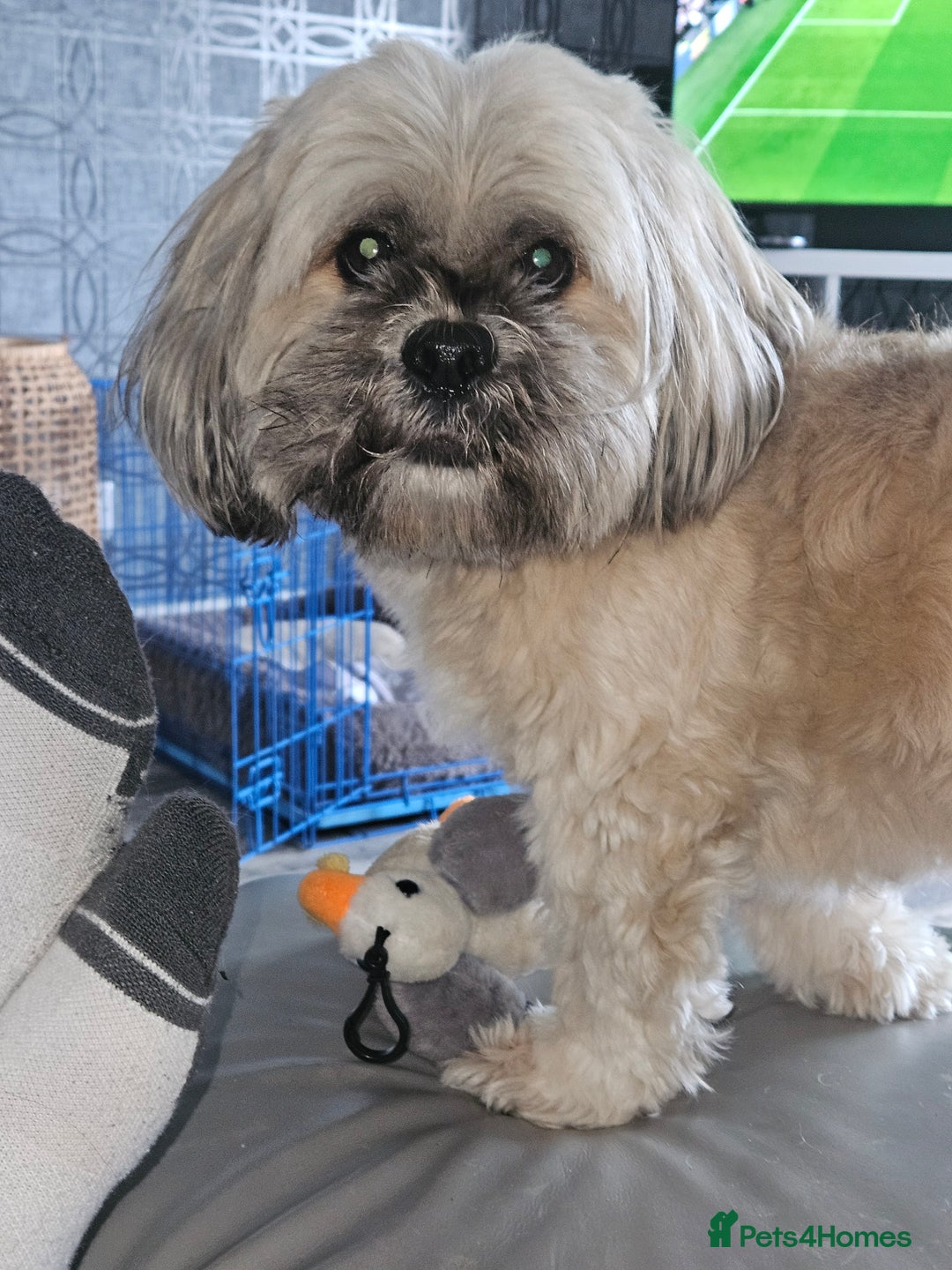Lhasa Apso dogs for stud: Full pedigree Lhasa Apso for Stud - Image 5