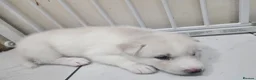 Siberian Husky dogs for sale: ​🐾STUNNING Siberian Husky Puppies💎Blue eyes🐾🐾 - Advert 9
