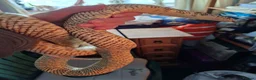 King Snake reptiles for sale: Blotched king snake - Advert 4