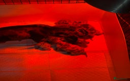 Miniature Dachshund dogs for sale: Miniature dachshund puppies for sale  - Advert 10