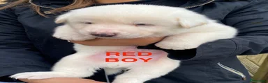 Red Boy