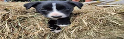 Border Collie dogs for sale: Border Collie Puppies for Sale in Ruthin - Advert 12