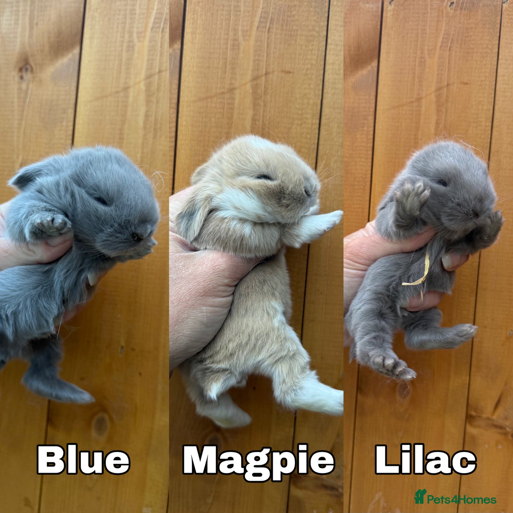Mini Lop rabbits 🩶 3 Pure Mini Lops - Waiting list open 🩶 - Advert 1