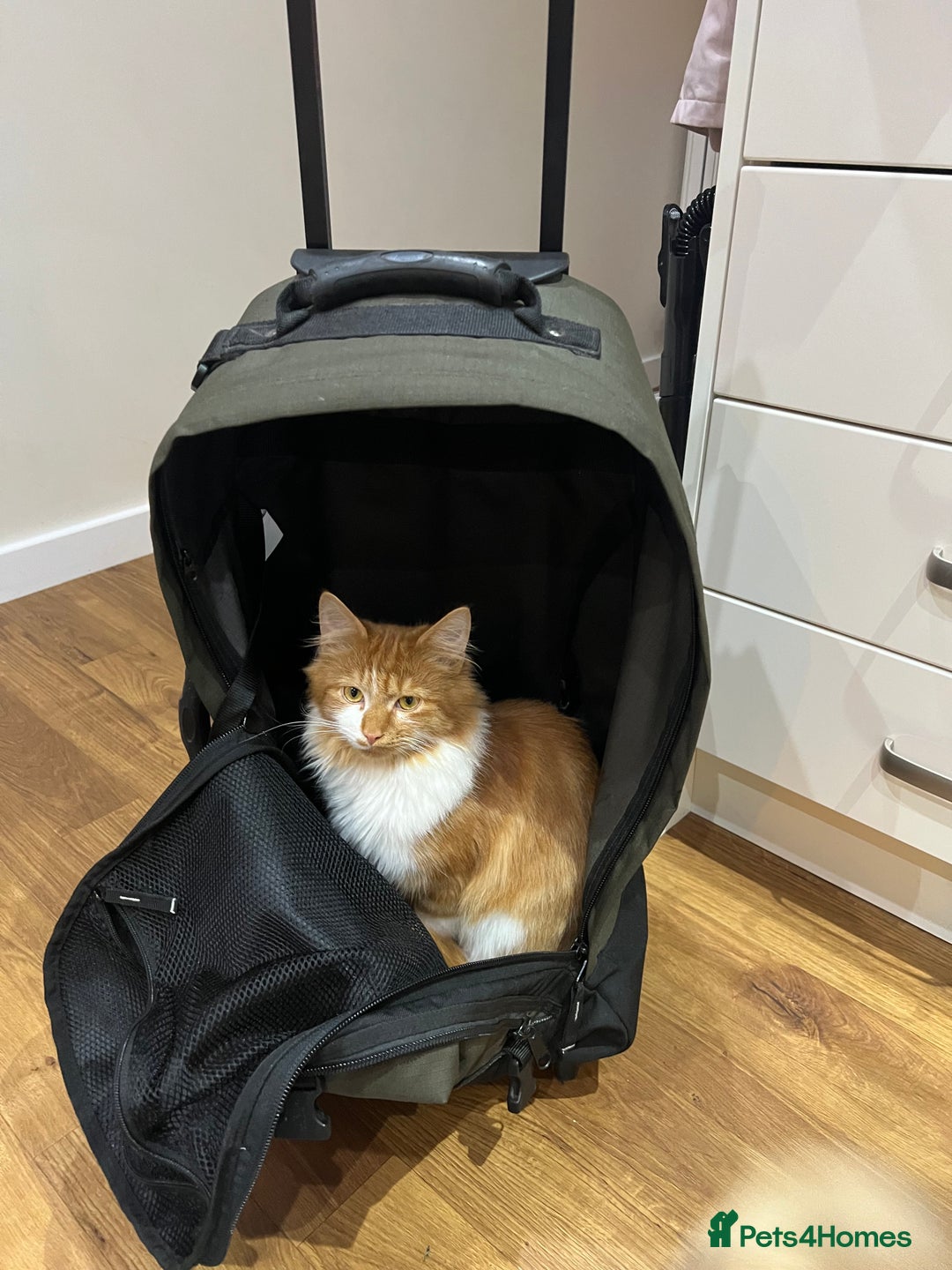 Maine Coon cats for sale: Grey Ragdoll / Mainecoon kitten - Image 14