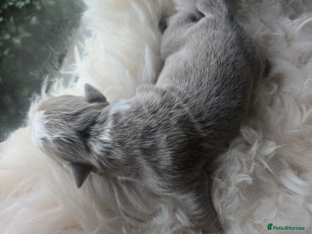 Olde English Bulldogge dogs for sale: Mammut : Fluffy Olde English Bulldog puppies. - Advert 34