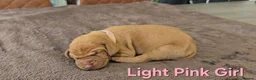 Hungarian Vizsla dogs for sale: Hungarian Wirehaired Vizsla - Advert 13