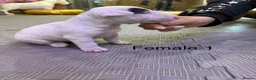 English Bull Terrier dogs for sale: English bull terrier puppys in Grays - Advert 12