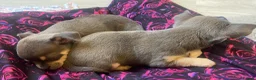Chihuahua dogs for sale: Purebred smooth coat Chihuahua puppies  - Advert 3