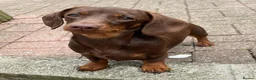 Miniature Dachshund dogs for stud: Mini Smooth Choc/Tan Dachshund Male (Stud only) - Advert 3