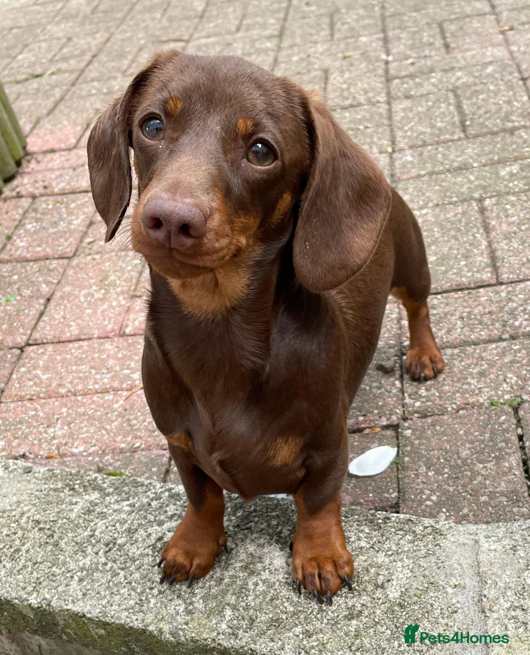 Miniature Dachshund dogs for stud: Mini Smooth Choc/Tan Dachshund Male (Stud only) - Advert 2