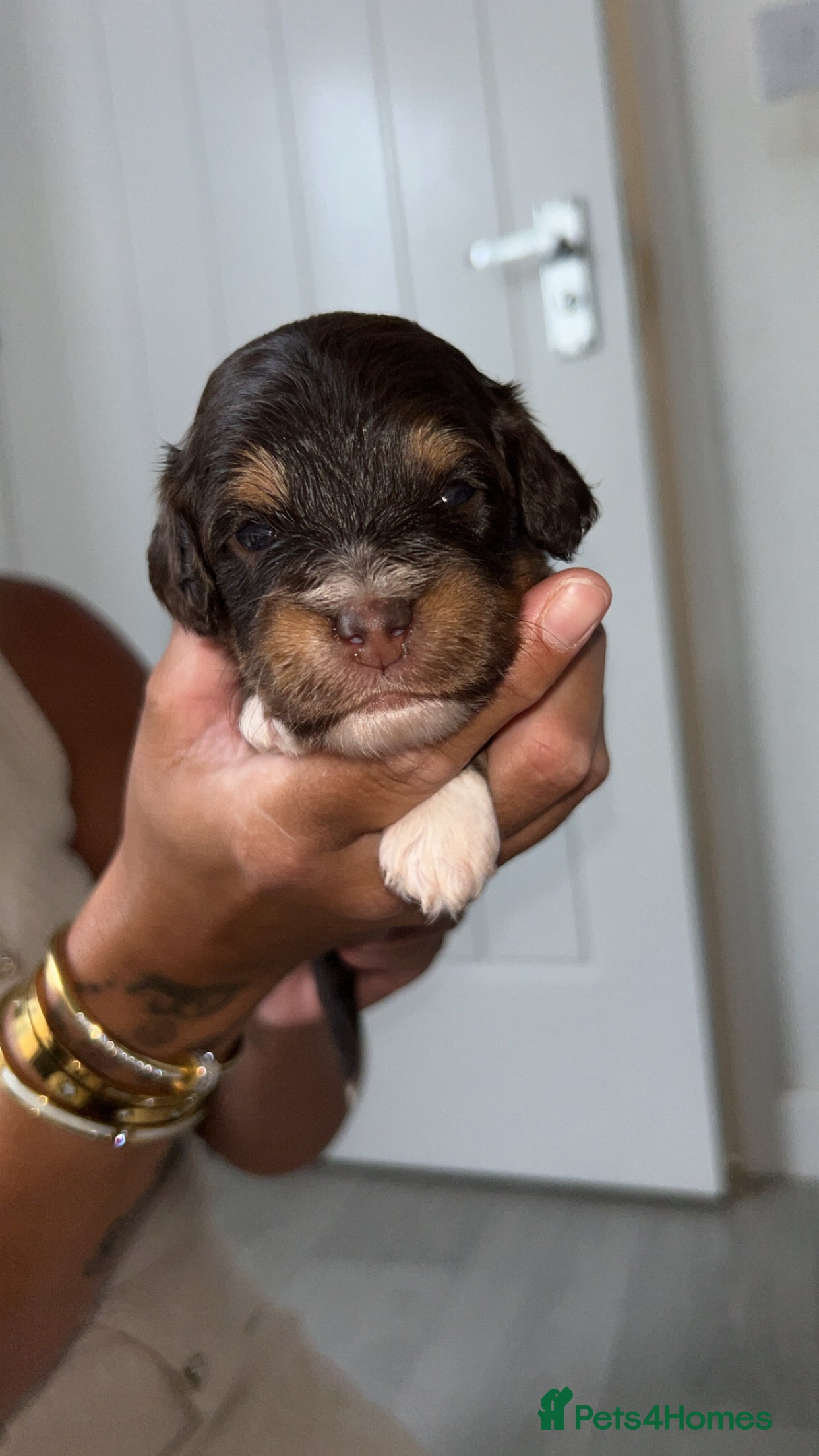 Sproodle dogs Gorgeous chocolate sproodle f1b puppies - Advert 2