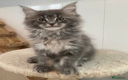 Maine Coon cats for sale: Beautiful Maine coon babies - Image 12