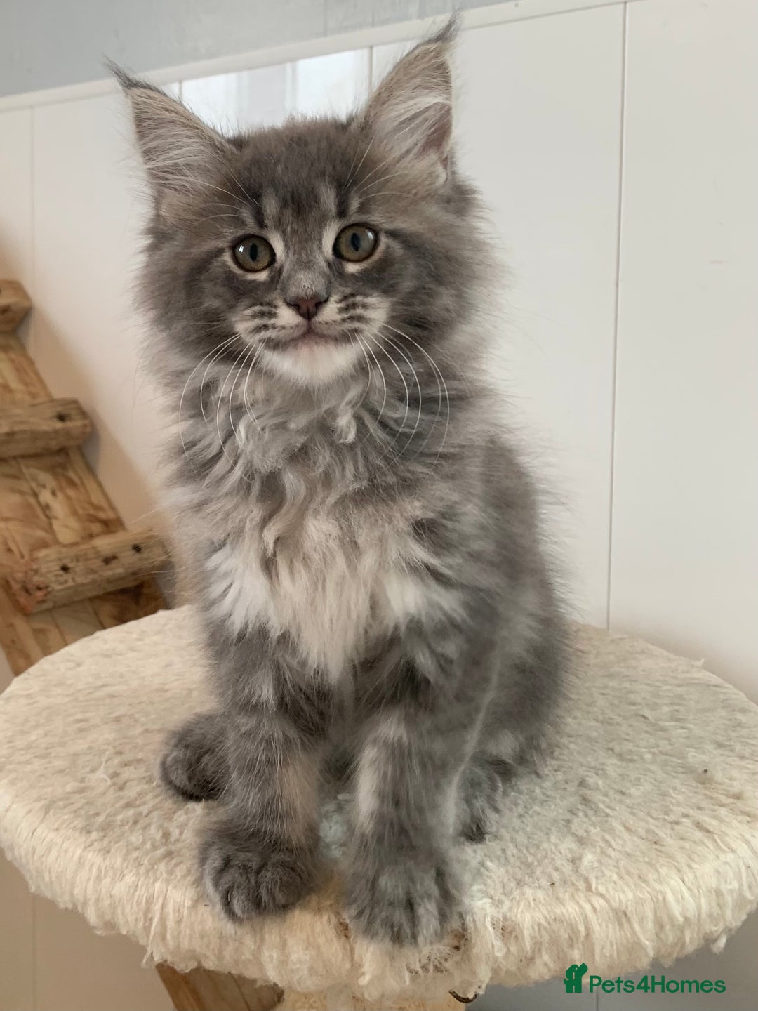 Maine Coon cats for sale: Beautiful Maine coon babies - Image 12