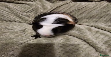 Guinea Pig rodents - Advert 4