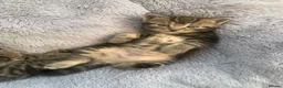 Mixed Breed cats for sale: Gorgeous Female kittens  - Advert 3