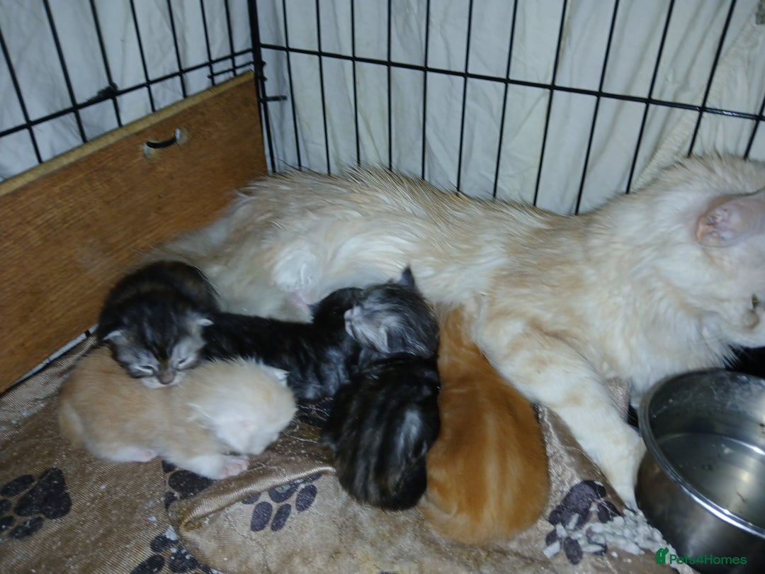 Maine Coon cats for sale: Beautiful TICA reg Maine Coon kittens - Image 6