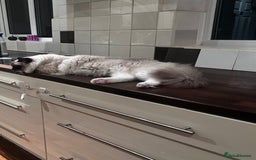 Ragdoll cats for sale: Christmas Ragdoll kitten dolls available  - Image 17