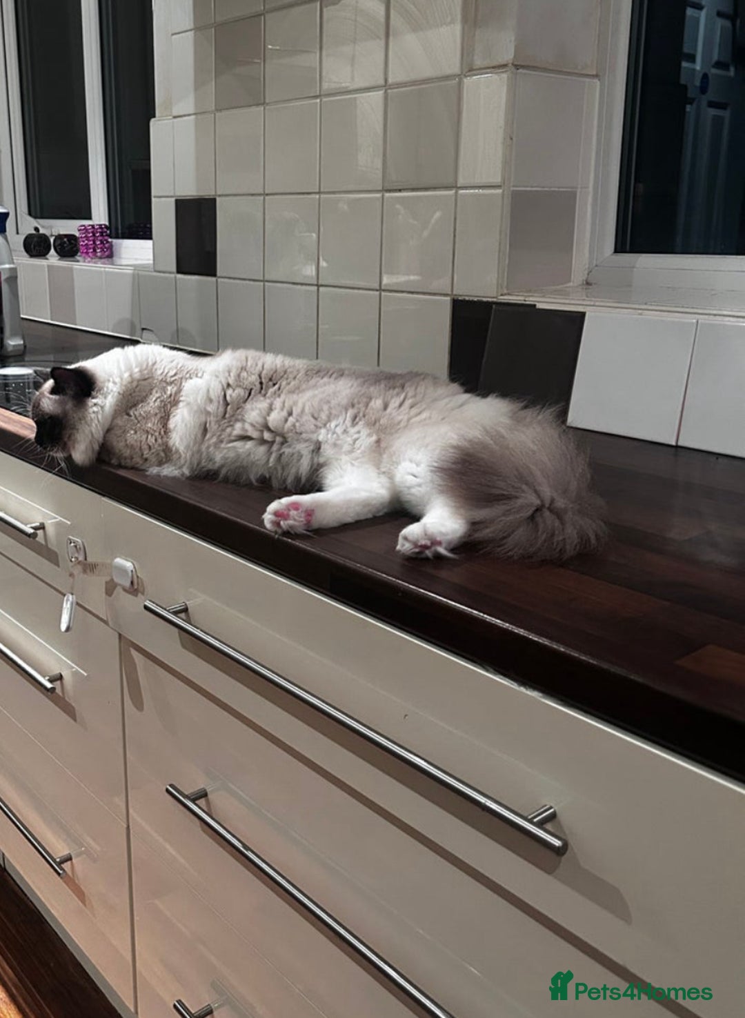 Ragdoll cats for sale: Christmas Ragdoll kitten dolls available  - Image 17