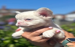 French Bulldog dogs for sale: Full fluffy !!! - Image 1