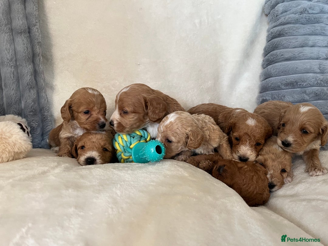 Cockapoo dogs for sale: Cockapoo puppies - DNA Health test clear  - Image 9