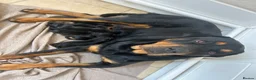 Rottweiler dogs for sale: Beautiful Rottweiler Pups  - Advert 2