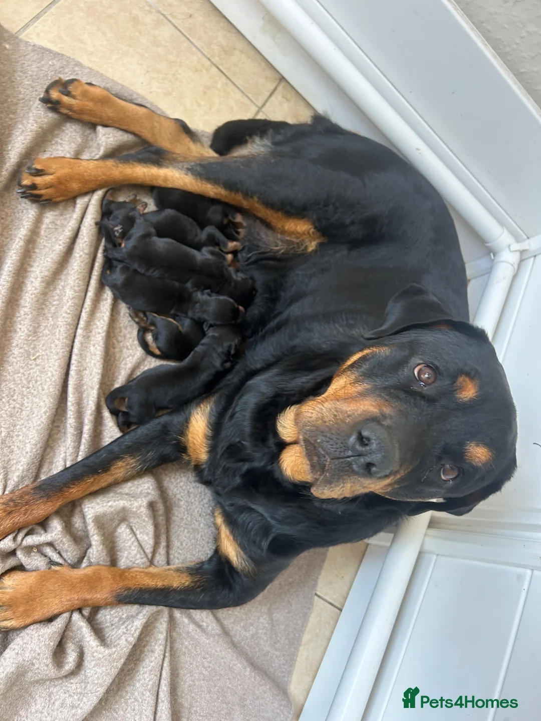 Rottweiler dogs for sale: Beautiful Rottweiler Pups  - Advert 2