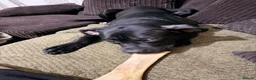 Mixed Breed dogs for sale: 9 month staffy cross  - Advert 4