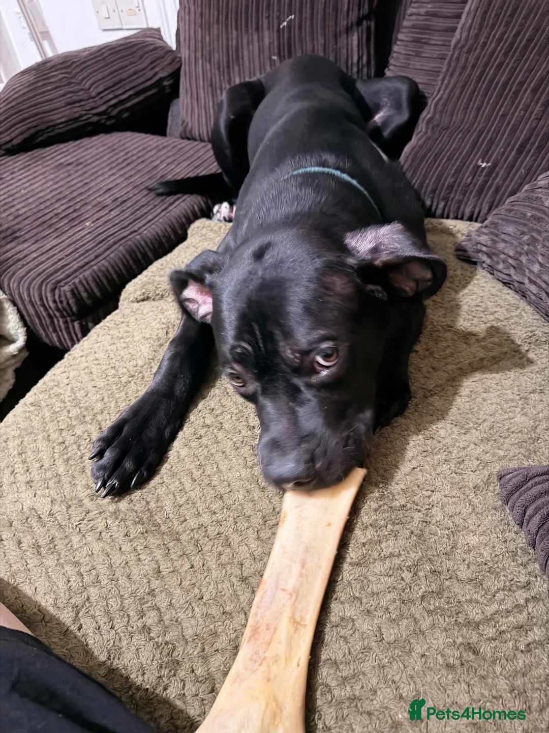 Mixed Breed dogs for sale: 9 month staffy cross  - Advert 4