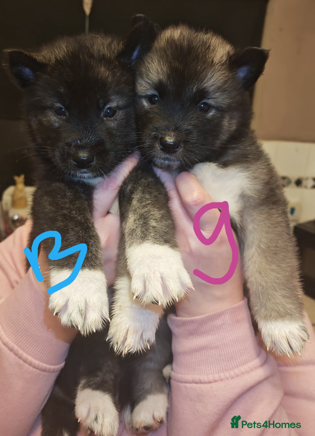 Akita dogs for sale: Akita puppys ready now  - Advert 33