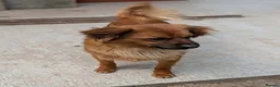 Mixed Breed dogs for adoption: Bert  in Brighton - Advert 11