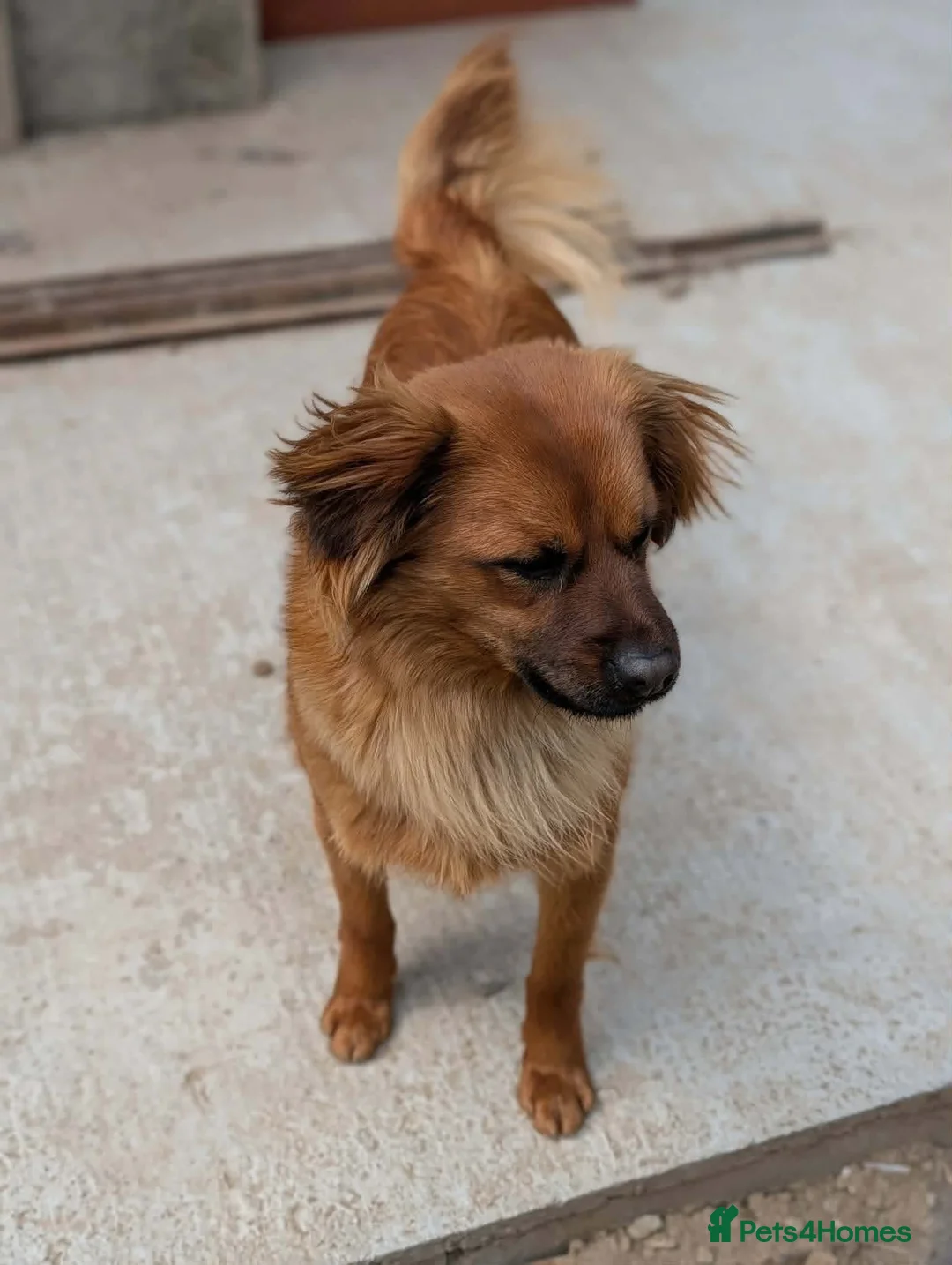 Mixed Breed dogs for adoption: Bert  in Brighton - Advert 11