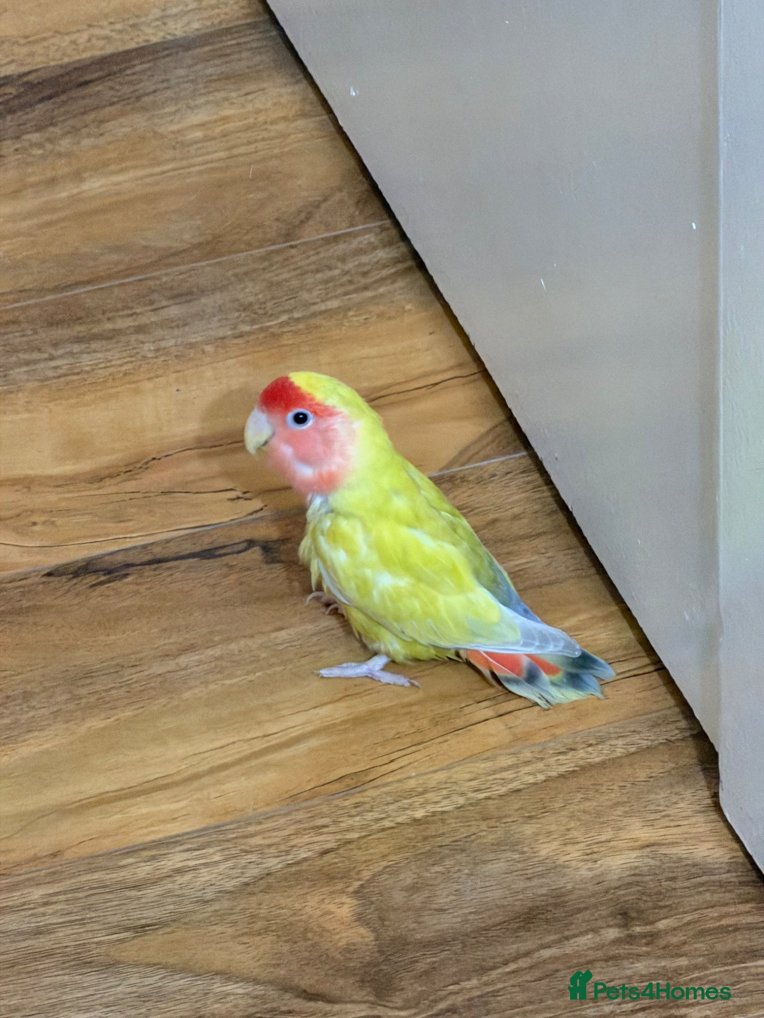 Lovebirds birds Pair of Peach-Faced Lovebirds – Mango & Pistachio - Advert 1