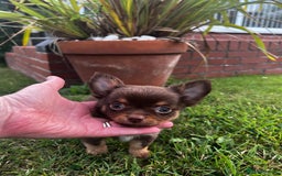 Chihuahua dogs for sale: *** Amazing quality very small Chihuahua’s *** - Image 1