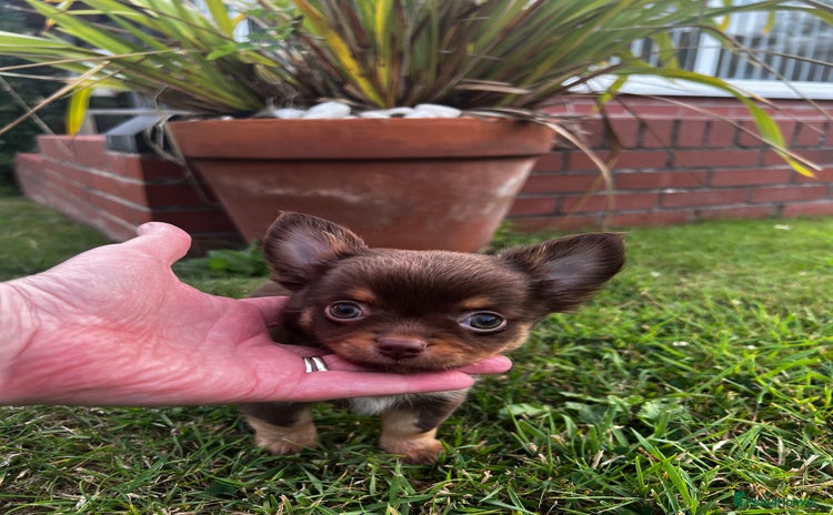Chihuahua dogs - Advert 2