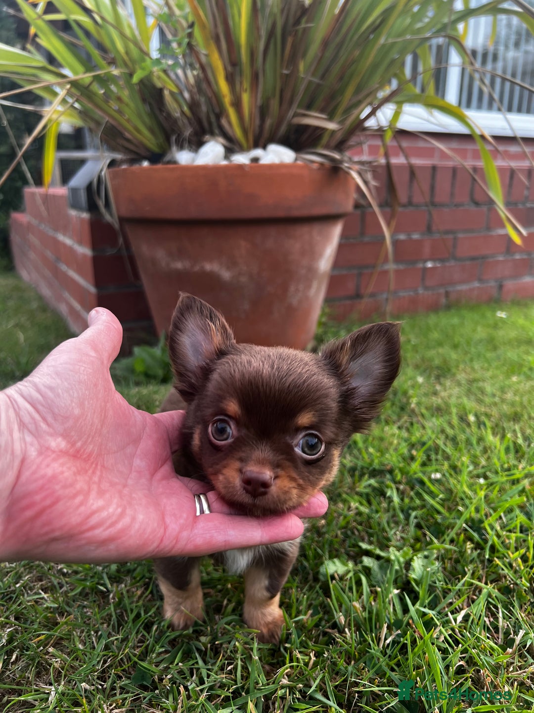 Chihuahua dogs for sale: *** Amazing quality very small Chihuahua’s *** - Image 1