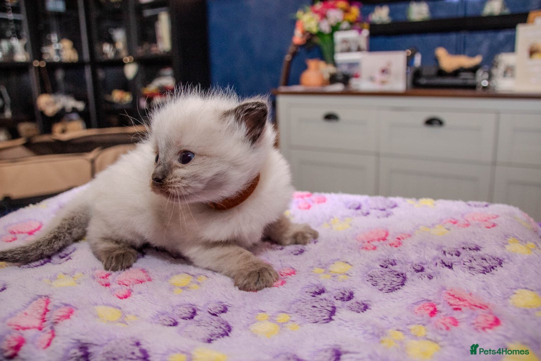 Ragdoll cats for sale: Stunning, fluffy pure Ragdoll kittens - Image 4